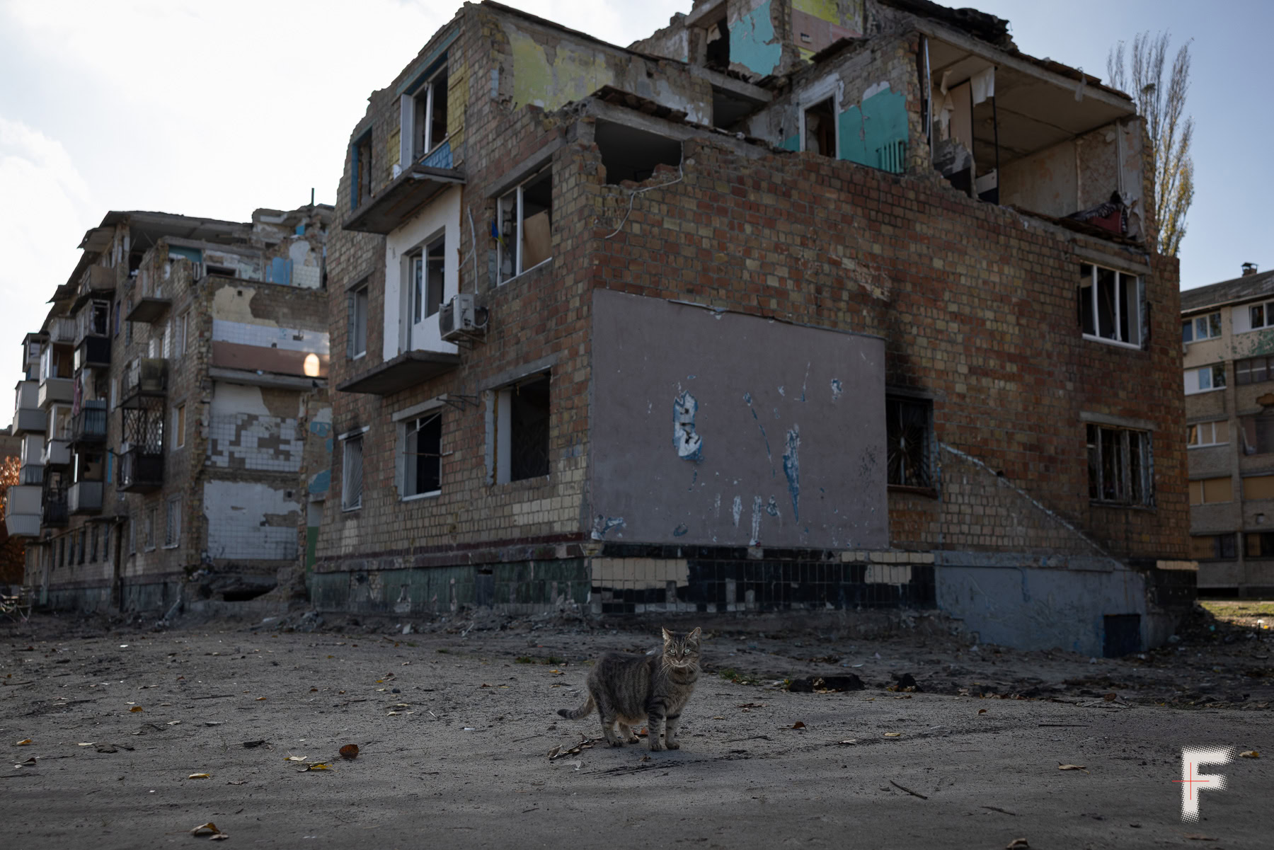Кіт дивиться в камеру на тлі зруйнованих будинків після обстрілу.