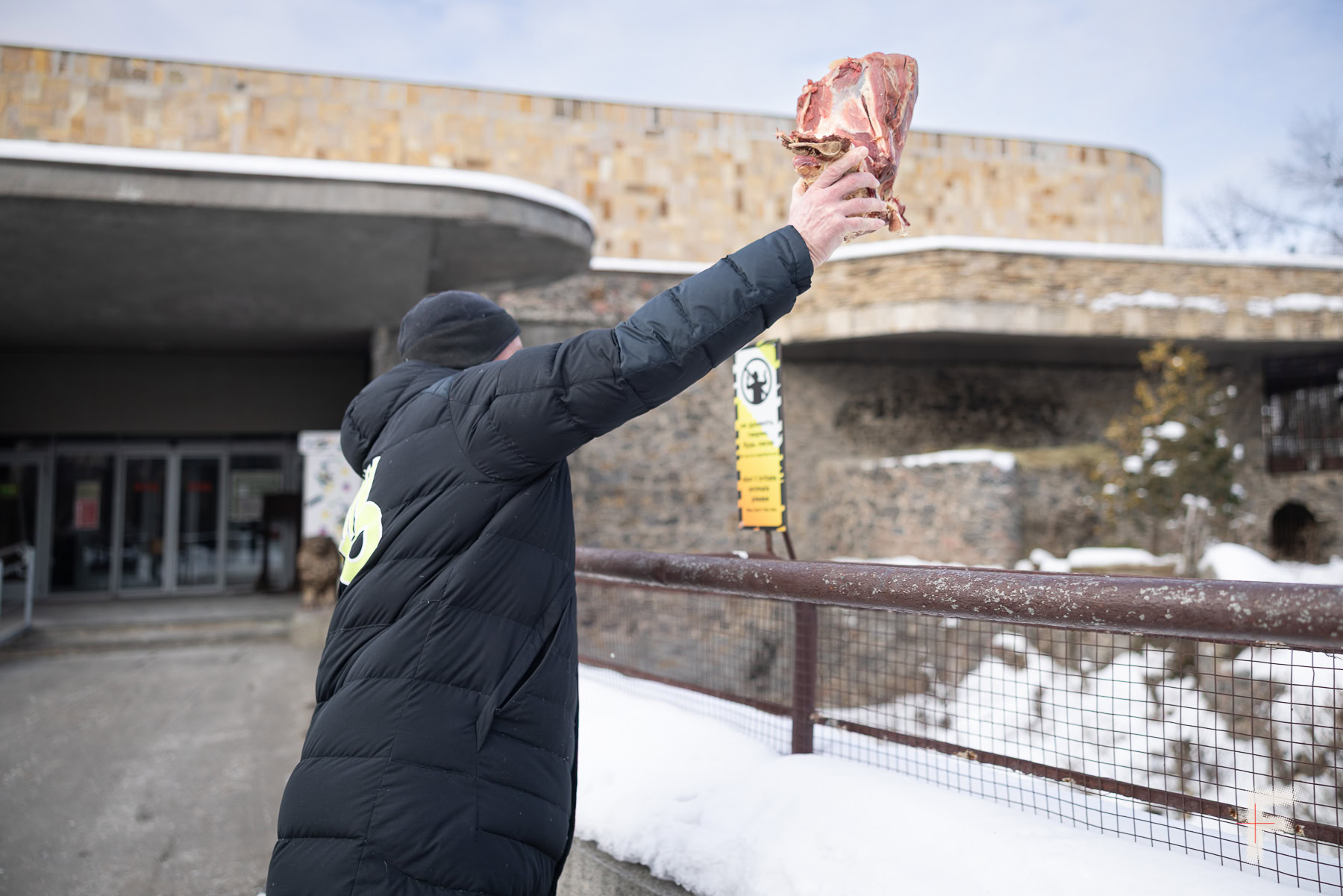 Працівник кидає шматок м’яса у вольєр з хижою твариною в зоопарку.