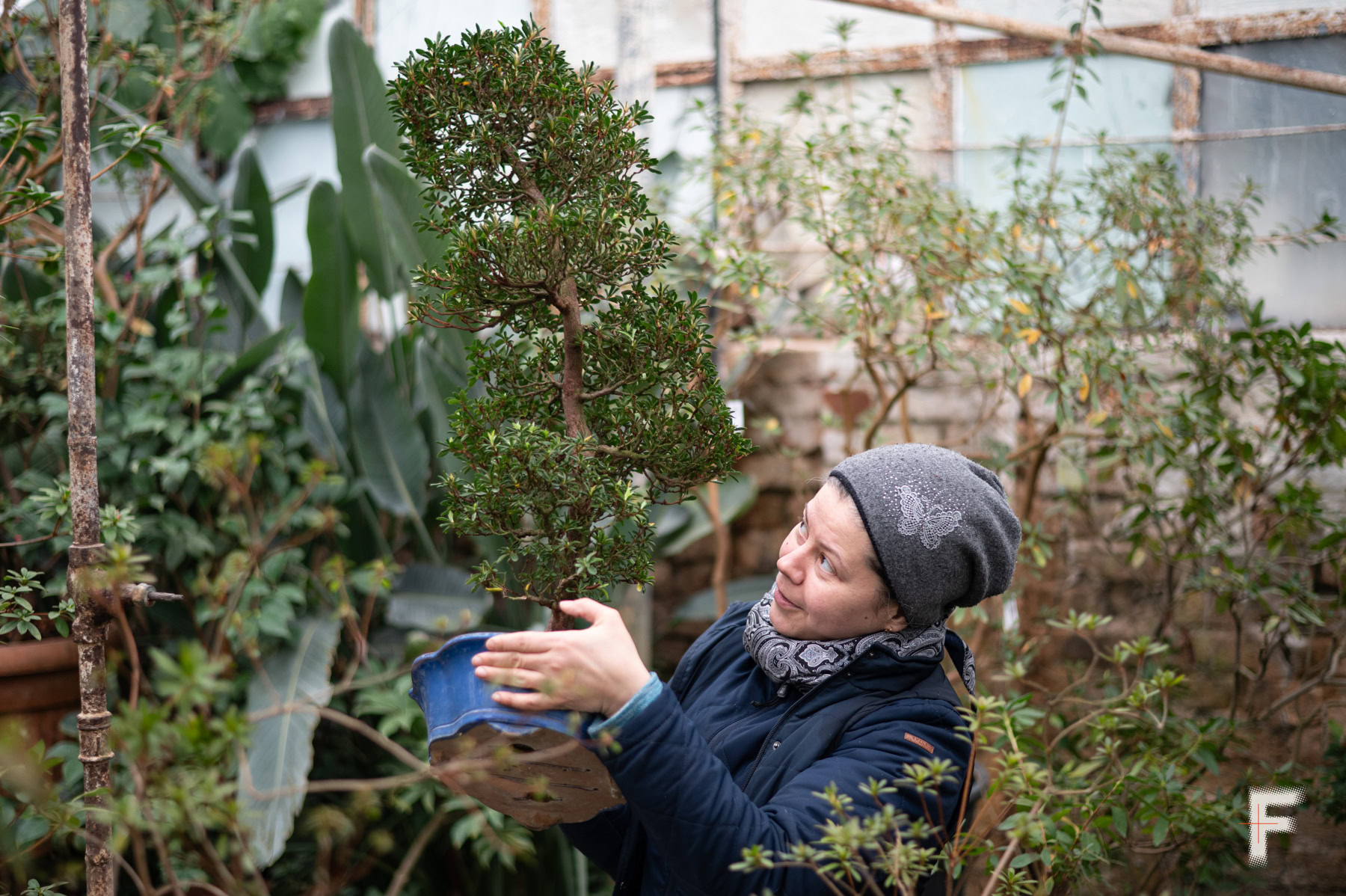Працівниця ботанічного саду показує бонсай у колекції екзотичних рослин.