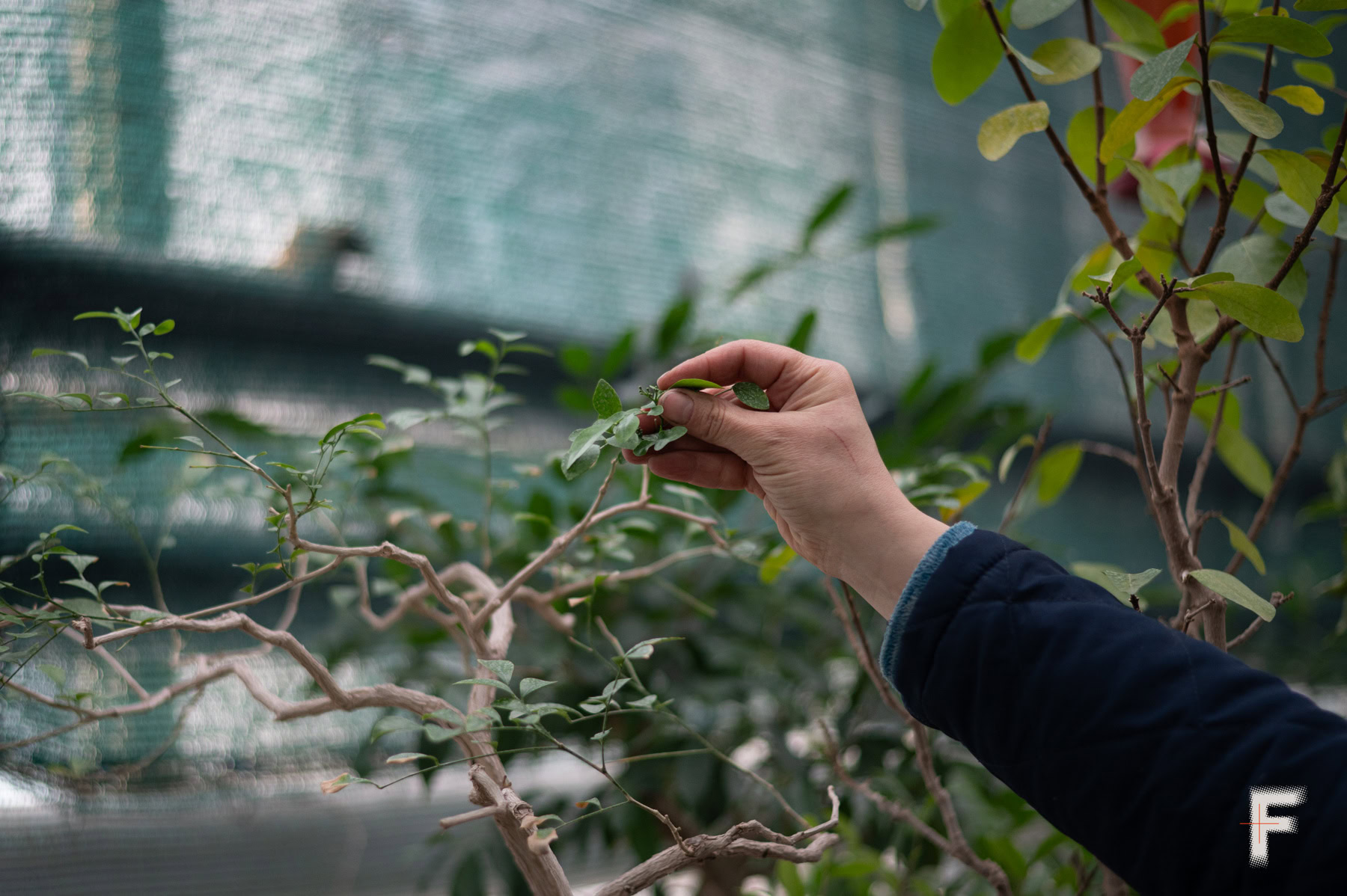 Крупний план гілки бонсая в ботанічному саду.