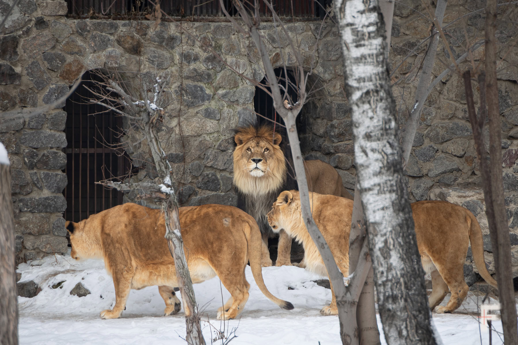 У Київському зоопарку тварин рятують від морозу – люди працюють цілодобово