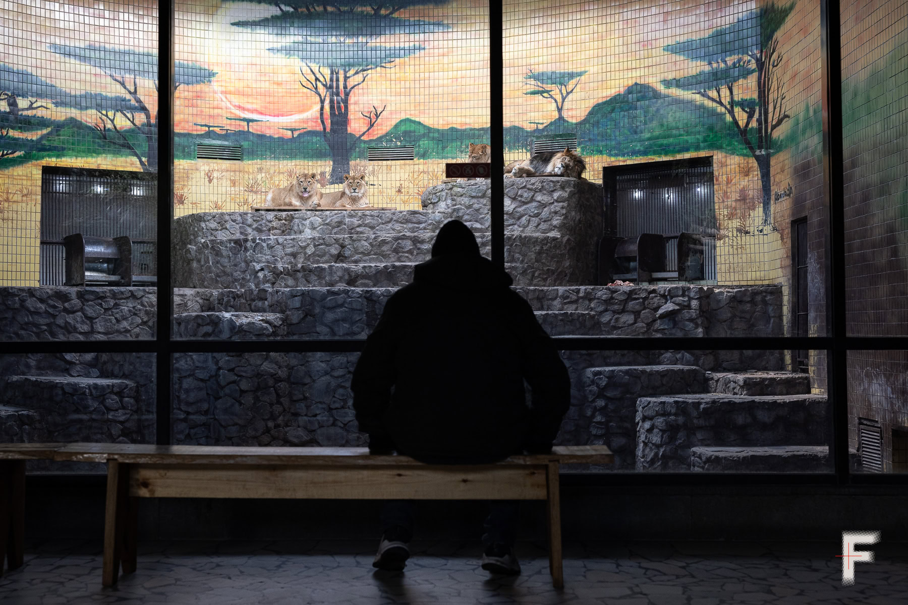 Працівник зоопарку сидить біля вольєра з левами взимку.