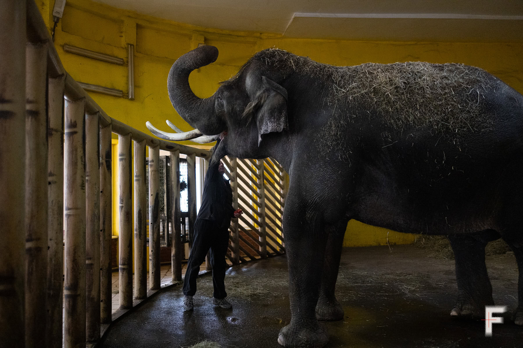 Працівник зоопарку годує слона у вольєрі в умовах зимової погоди.