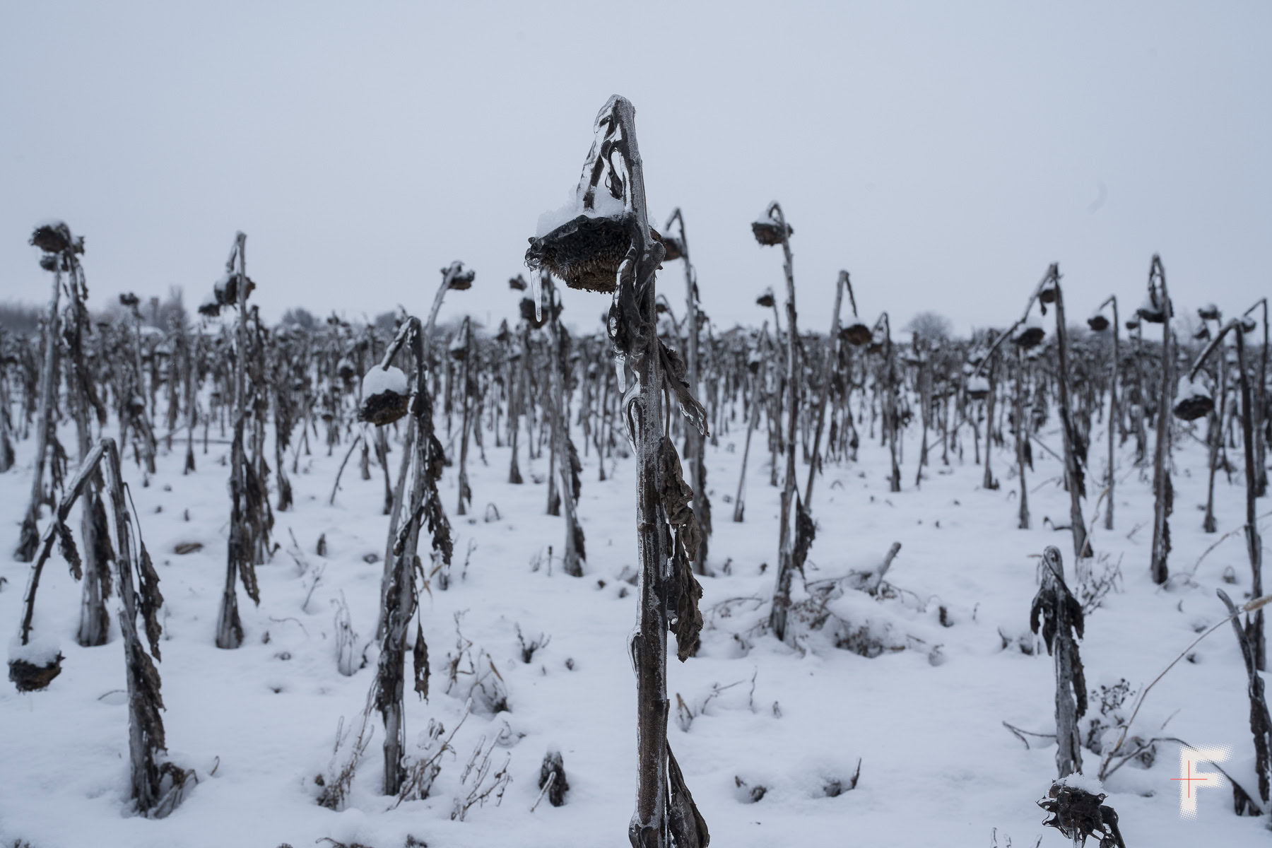 Зів’ялі соняшники, вкриті снігом, як символ зими та спустошення.