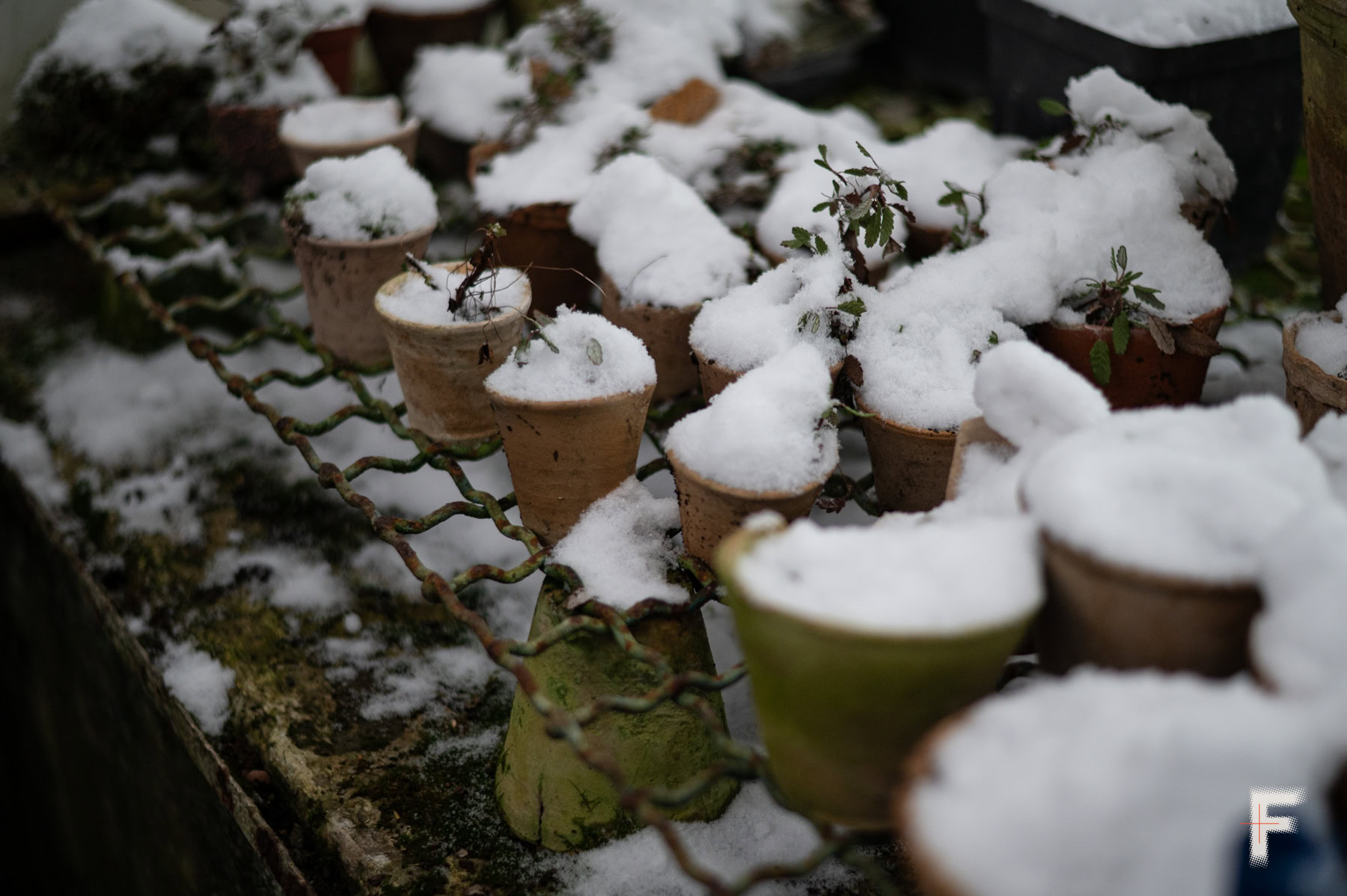Сніг на горщиках з екзотичними рослинами в ботанічному саду під час морозів.