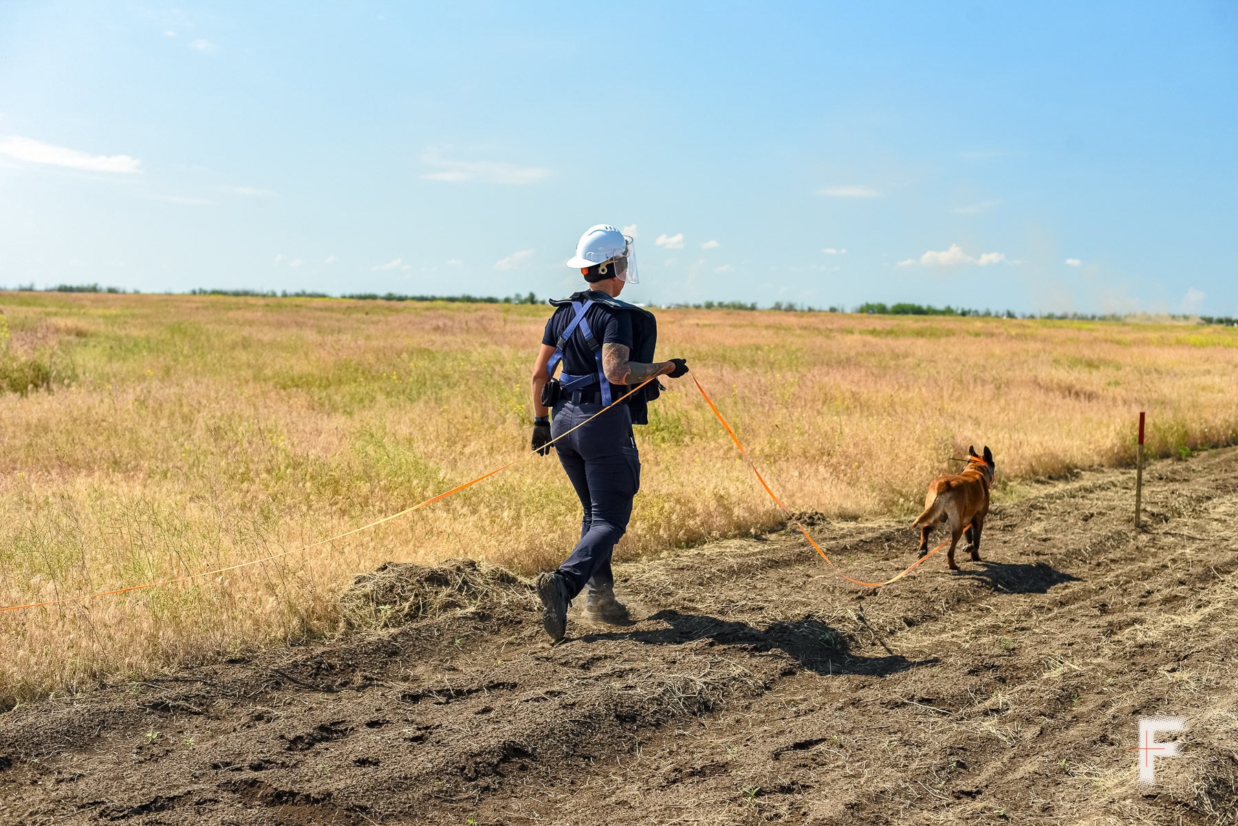 Кінолог APOPO Тетяна Куценко веде службового собаку під час обстеження підозрілої ділянки поля.